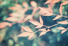 意大利与罗马尼亚战平，欧洲预选赛持续激烈